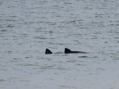 Cephalorhynchus heavisidii