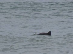 Cephalorhynchus heavisidii