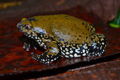 Dermatonotus muelleri