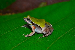 Physalaemus cuvieri
