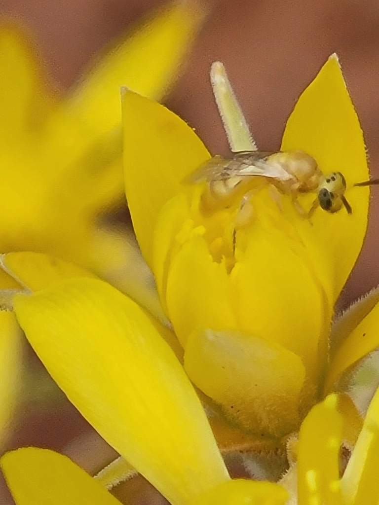 Perdita multiflorae