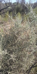 Cyclolepis genistoides