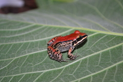 Leptodactylus mystacinus