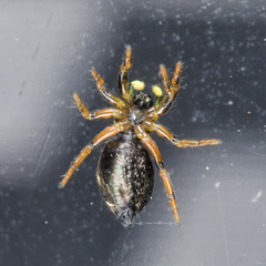 Heliophanus wesolowskae