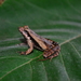 Physalaemus atim - Photo (c) Werther Ramalho, some rights reserved (CC BY-NC), uploaded by Werther Ramalho