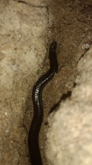 Melanophidium wynaudense