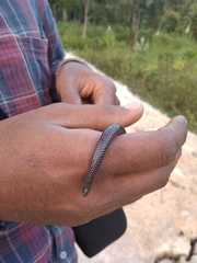 Melanophidium wynaudense