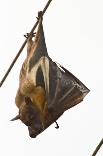 Straw-coloured Fruit Bat