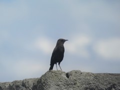 Myrmecocichla aethiops