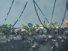 Acanthocercus gregorii