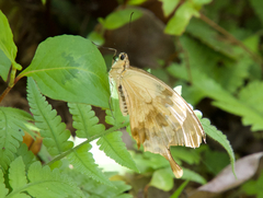 Papilio dardanus meriones