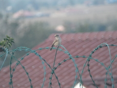 Bradornis microrhynchus