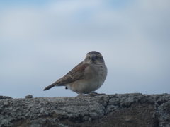 Passer rufocinctus