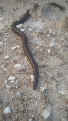 Melanophidium wynaudense