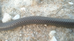 Melanophidium wynaudense