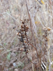 Pedicularis lanceolata