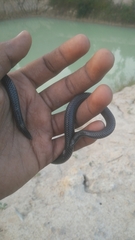 Melanophidium wynaudense