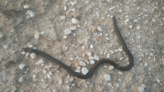 Melanophidium wynaudense