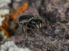 Heliophanus wesolowskae