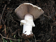Agaricus moronii