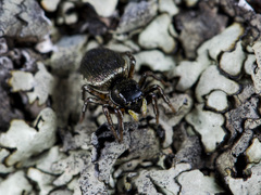 Heliophanus wesolowskae