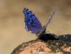 Junonia rhadama
