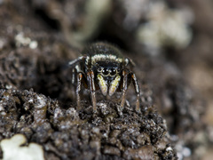 Heliophanus wesolowskae