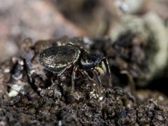 Heliophanus wesolowskae