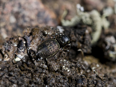 Heliophanus wesolowskae