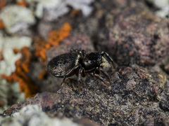 Heliophanus wesolowskae