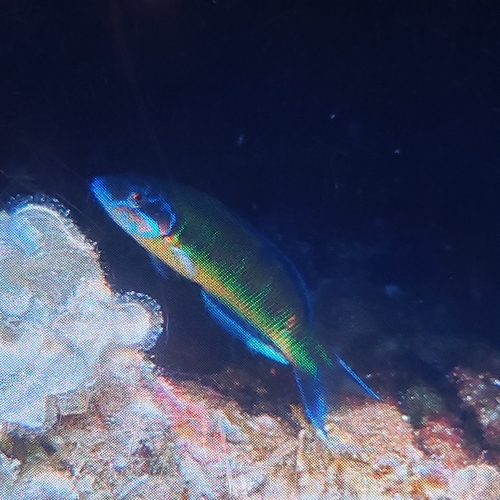 Thalassoma pavo