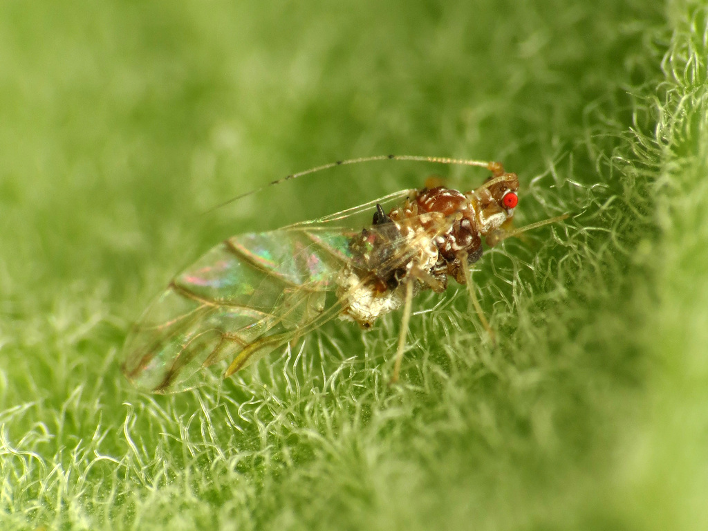 Drepanosiphinae