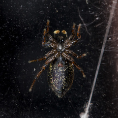 Heliophanus wesolowskae