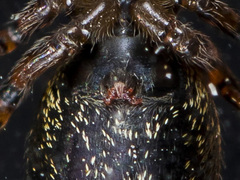 Heliophanus wesolowskae