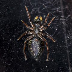 Heliophanus wesolowskae