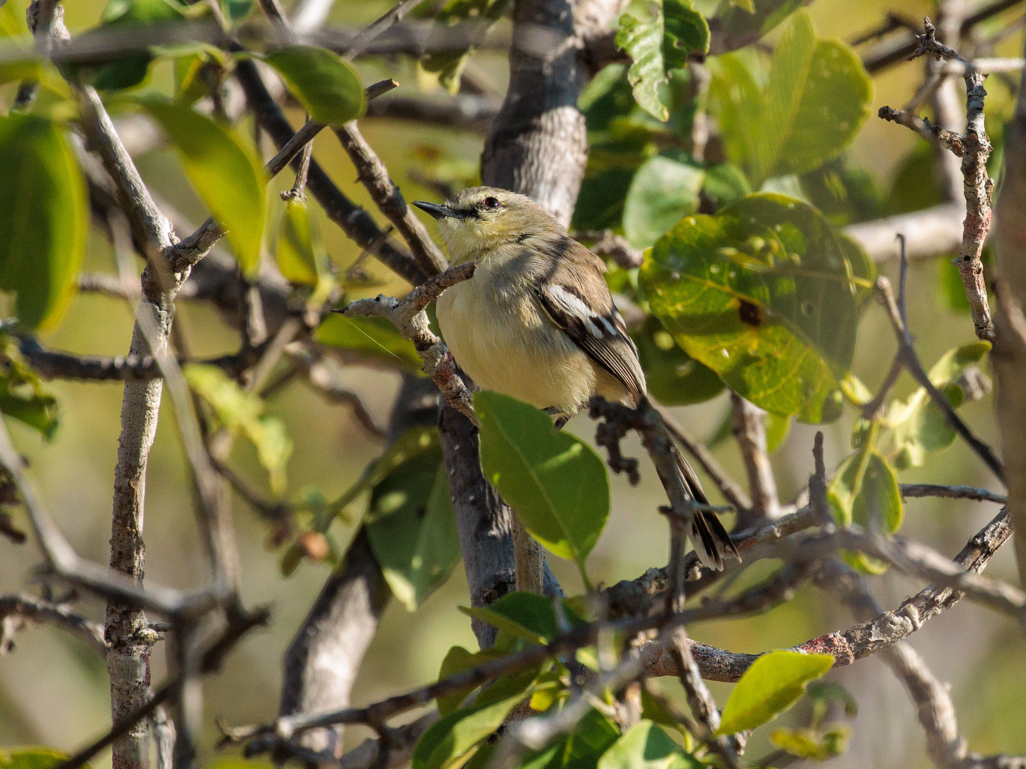 Bahia Wagtail-Tyrant (Stigmatura bahiae), photo 5