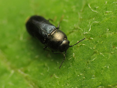 Mastogenius subcyaneus