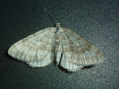 Colostygia sericeata
