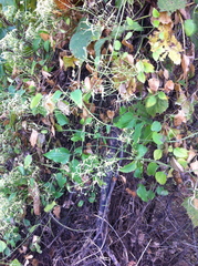 Clematis