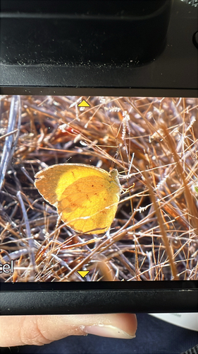Broad-bordered Grass Yellow