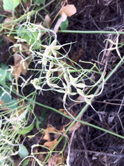 Clematis