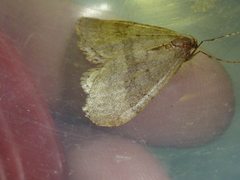 Operophtera fagata