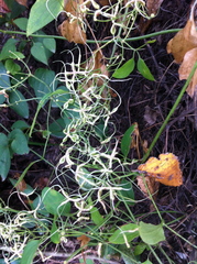 Clematis