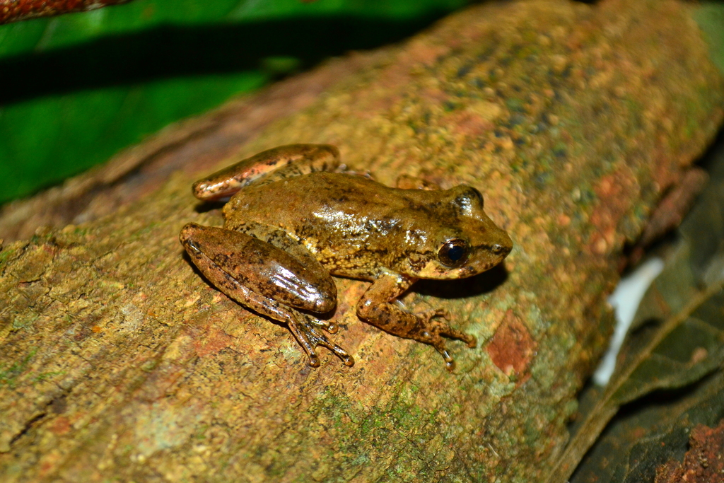 Paranaiba Snouted Tree Frog