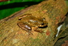 Paranaiba Snouted Tree Frog - Photo (c) Werther Ramalho, some rights reserved (CC BY-NC), uploaded by Werther Ramalho