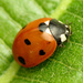 Seven-spotted Lady Beetle - Photo (c) Katja Schulz, some rights reserved (CC BY)