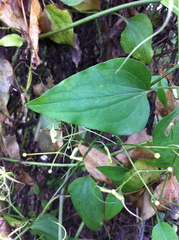 Clematis