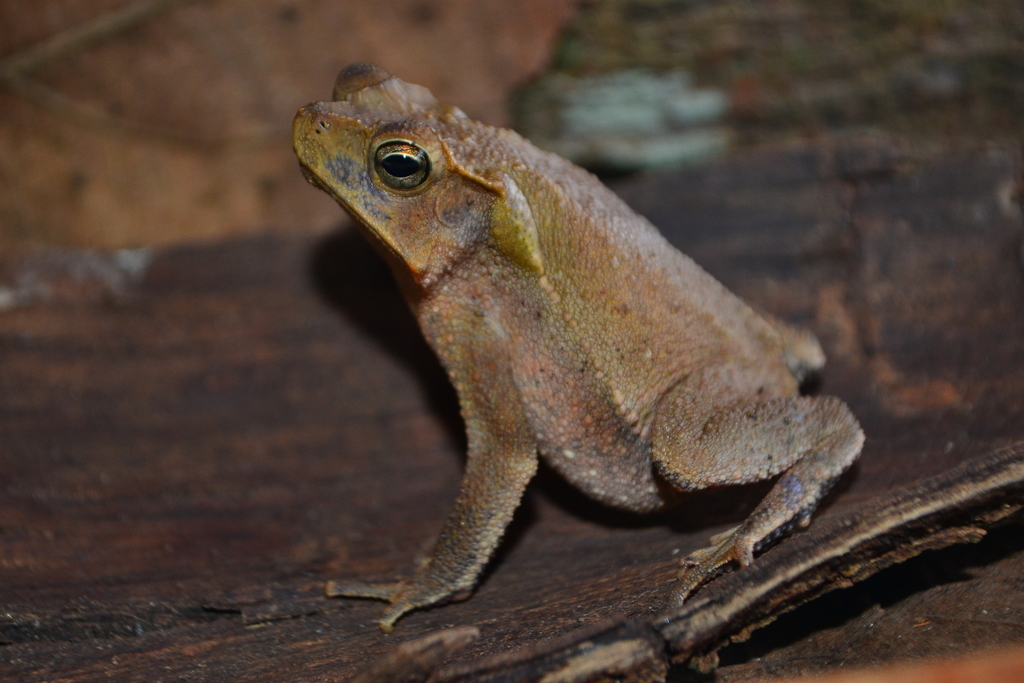 Rhinella sebbeni