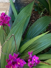 Spathoglottis unguiculata