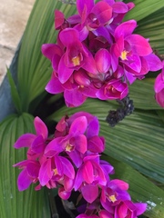 Spathoglottis unguiculata